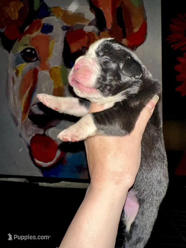 Mookie, a female Boxer for sale in Buford, GA – Photo 1 of 2