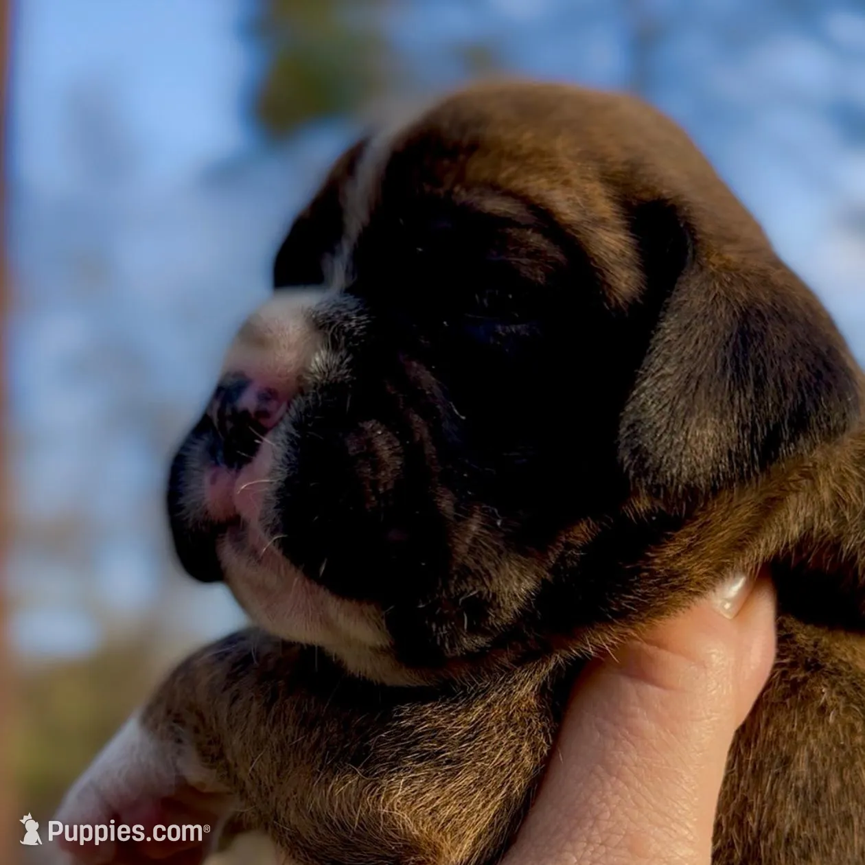 Reeses – Boxer puppy for sale in Buford, GA