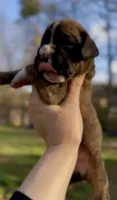 Reeses, a female Boxer for sale in Buford, GA – 2 of 3