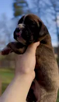 Reeses, a female Boxer for sale in Buford, GA – 3 of 3