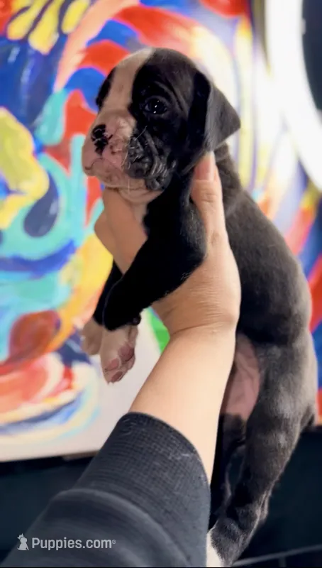 Sugar Face – Boxer puppy for sale in Buford, GA
