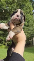 Lala Girl, a female Boxer for sale in Buford, GA – 3 of 3