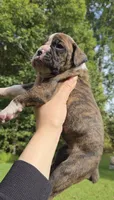 Lala Girl, a female Boxer for sale in Buford, GA – 2 of 3