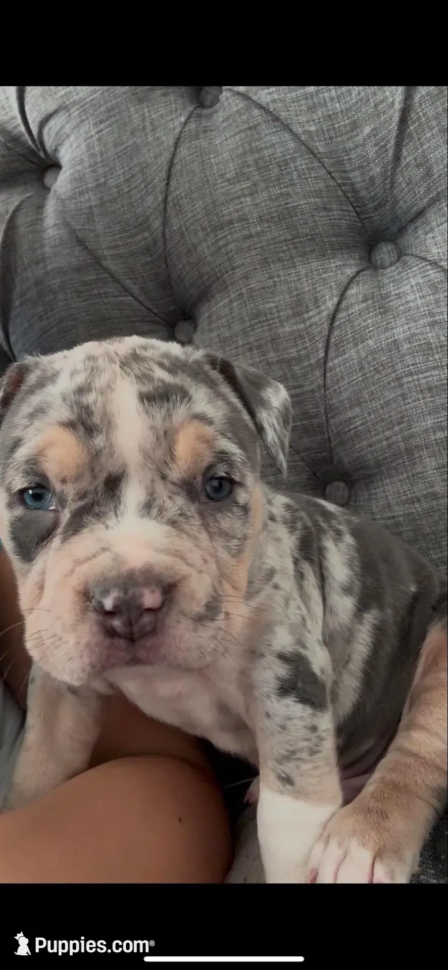 Prince – American Bully puppy for sale in St. Louis, MO