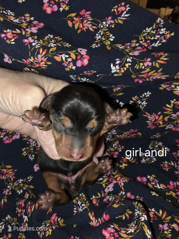 Andouille's black and tan female 3