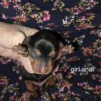 Andouille's black and tan female 3, a female Miniature Dachshund for sale in Roberts, MT – Photo 2 of 2