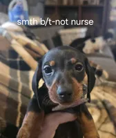Andouille's black and tan female 3, a female Miniature Dachshund for sale in Roberts, MT – Photo 1 of 2