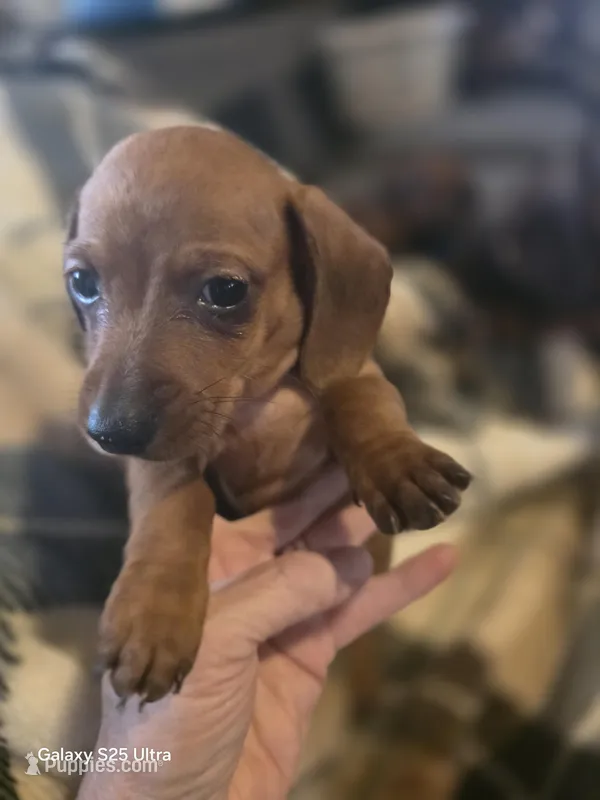 Smooth red female – Miniature Dachshund puppy for sale in Roberts, MT