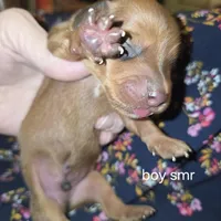 Summer's red male, a male Miniature Dachshund for sale in Roberts, MT – Photo 2 of 2
