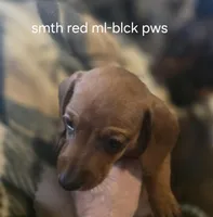 Summer's red male, a male Miniature Dachshund for sale in Roberts, MT – Photo 1 of 2