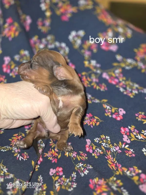 Summer's shaded red male 2