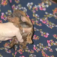 Summer's shaded red male 2, a male Miniature Dachshund for sale in Roberts, MT – Photo 2 of 2