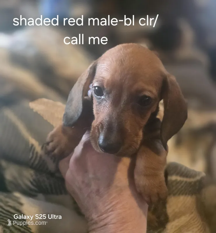 Summer's shaded red male 2 – Miniature Dachshund puppy for sale in Roberts, MT