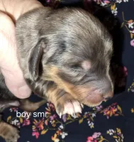 Summer's black and tan silver dapple , a male Miniature Dachshund for sale in Roberts, MT – Photo 1 of 3