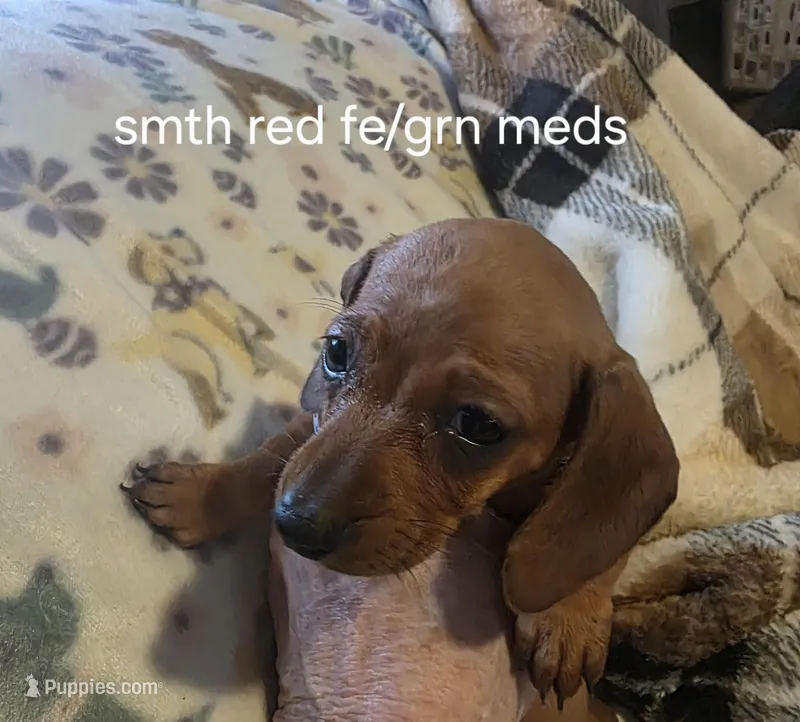 Smooth red female – Miniature Dachshund puppy for sale in Roberts, MT