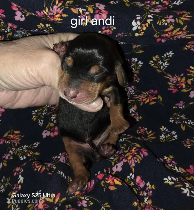 Andouille's Black and tan female