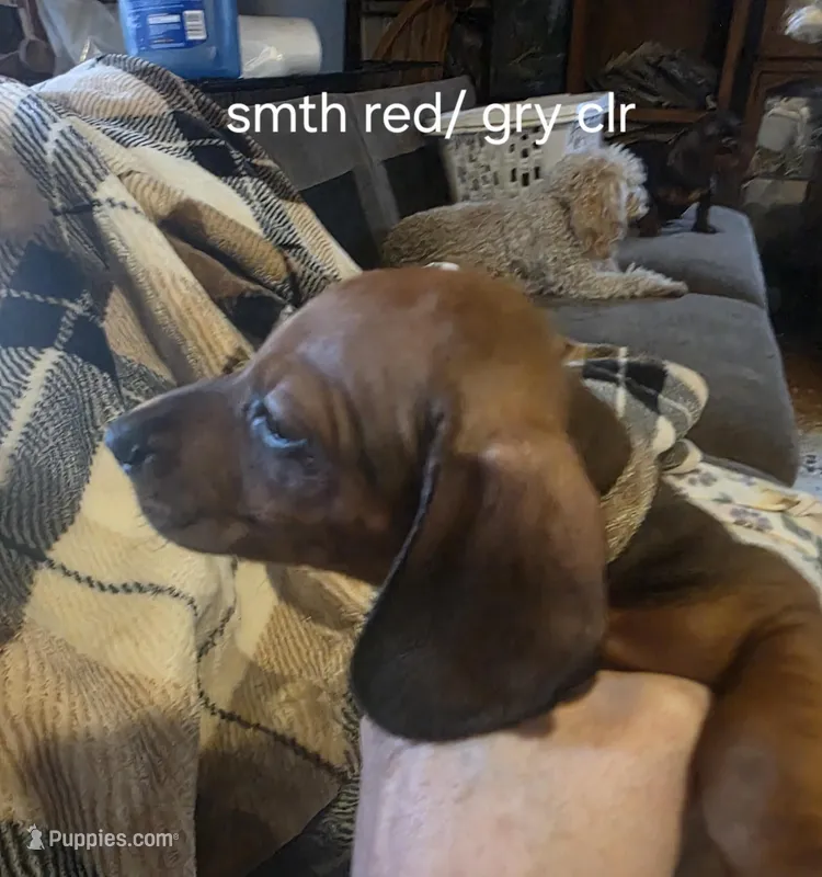 chorizo's red boy 2 – Miniature Dachshund puppy for sale in Roberts, MT