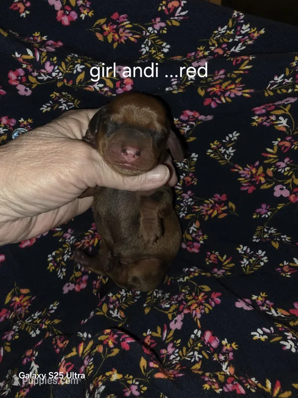 Andouille's shaded red female