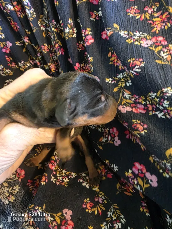 Black and tan girl – Miniature Dachshund puppy for sale in Roberts, MT