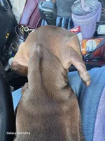 Otis, a male Miniature Dachshund for sale in Roberts, MT – 2 of 2