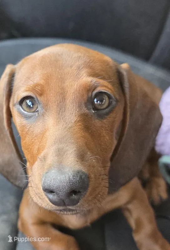 Otis – Miniature Dachshund puppy for sale in Roberts, MT