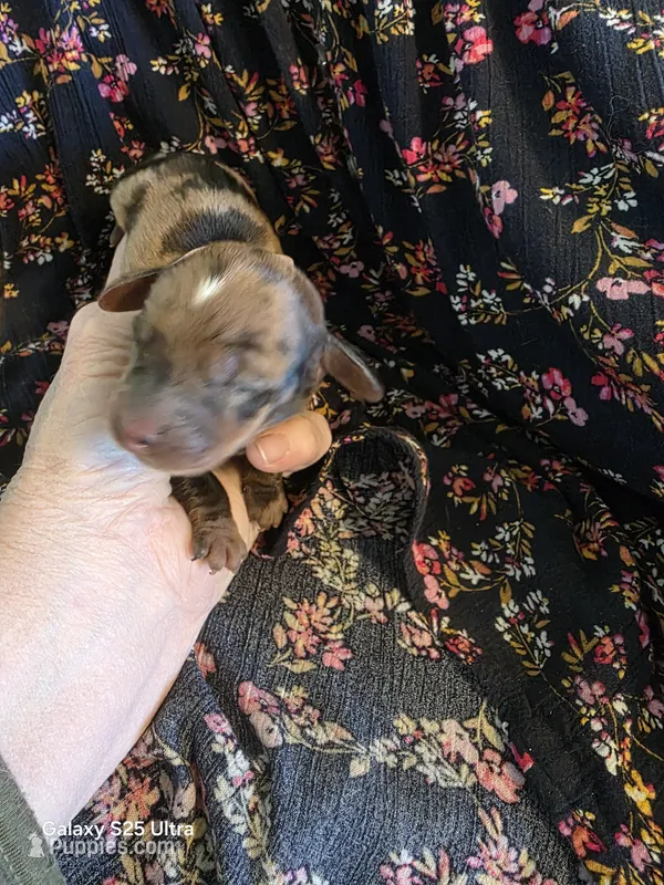 Dapple girl – Miniature Dachshund puppy for sale in Roberts, MT