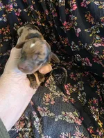 Dapple girl, a female Miniature Dachshund for sale in Roberts, MT – 1 of 1