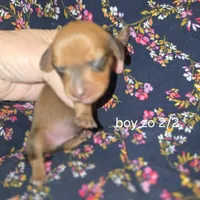 chorizo's red boy , a male Miniature Dachshund for sale in Roberts, MT – Photo 2 of 2