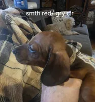 chorizo's red boy , a male Miniature Dachshund for sale in Roberts, MT – Photo 1 of 2
