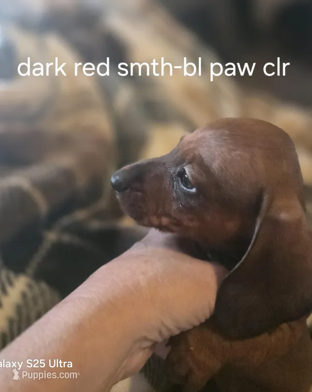 Andouille's shaded red male – Miniature Dachshund puppy for sale in Roberts, MT