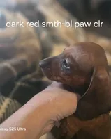 Andouille's shaded red male, a female Miniature Dachshund for sale in Roberts, MT – Photo 1 of 2