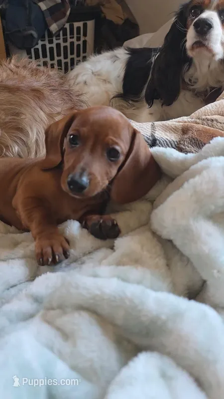 Andouille's shaded red male – Miniature Dachshund puppy for sale in Roberts, MT