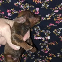 Andouille's shaded red male, a female Miniature Dachshund for sale in Roberts, MT – Photo 2 of 2