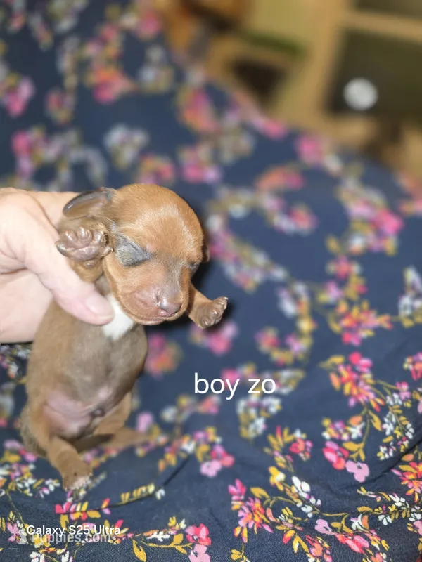 chorizo's red boy with large white chest