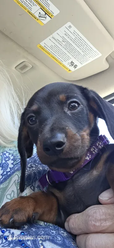 Black and tan girl – Miniature Dachshund puppy for sale in Roberts, MT