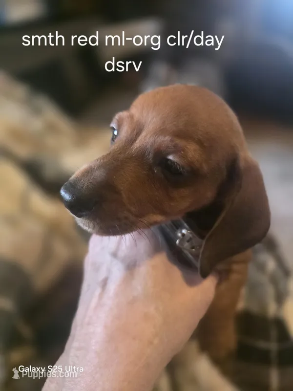 Chorizo's red male with large white chest – Miniature Dachshund puppy for sale in Roberts, MT