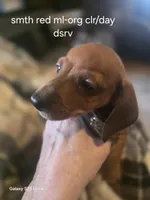 Chorizo's red male with large white chest, a male Miniature Dachshund for sale in Roberts, MT – Photo 1 of 2