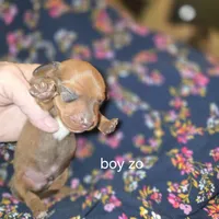 Chorizo's red male with large white chest, a male Miniature Dachshund for sale in Roberts, MT – Photo 2 of 2