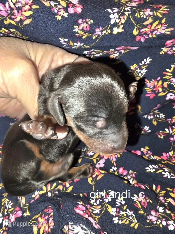 Andouille's black and tan female 2