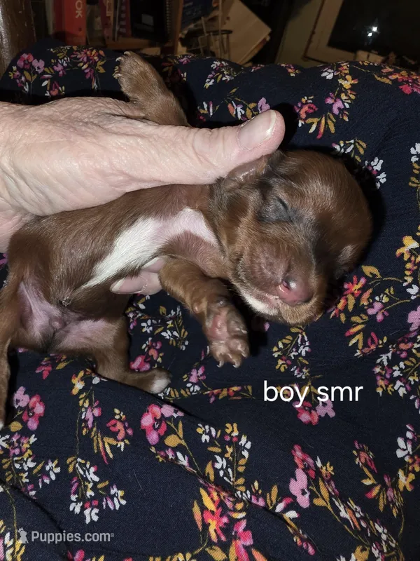 Summer's dark shaded red male 