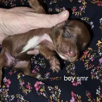 Summer's dark shaded red male , a male Miniature Dachshund for sale in Roberts, MT – Photo 2 of 2