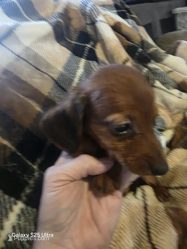 Summer's dark shaded red male  – Miniature Dachshund puppy for sale in Roberts, MT