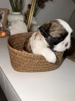 Bella, a female Shih Tzu for sale in Riverbank, CA – 5 of 6