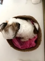 Valentina, a female Shih Tzu for sale in Riverbank, CA – Photo 4 of 4