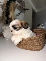 Valentina, a female Shih Tzu for sale in Riverbank, CA – Photo 2 of 4