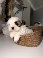 Valentina, a female Shih Tzu for sale in Riverbank, CA – Photo 3 of 4