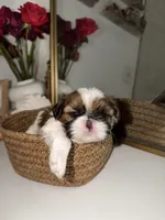 Teddy, a male Shih Tzu for sale in Riverbank, CA – 1 of 4