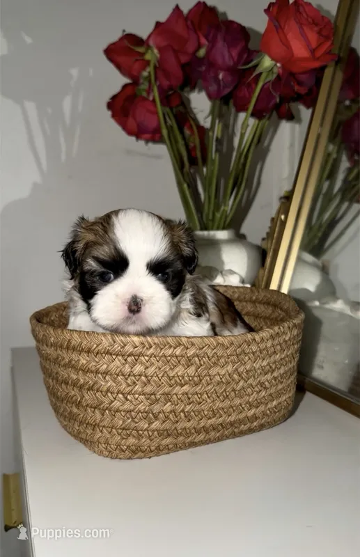 Bella – Shih Tzu puppy for sale in Riverbank, CA