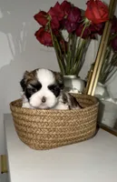 Bella, a female Shih Tzu for sale in Riverbank, CA – 1 of 6