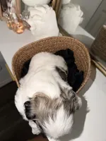 Milo, a male Shih Tzu for sale in Riverbank, CA – 4 of 4